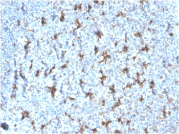 CD68 Antibody
