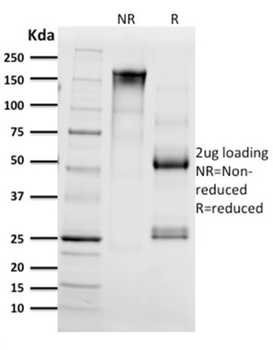 CD68 Antibody