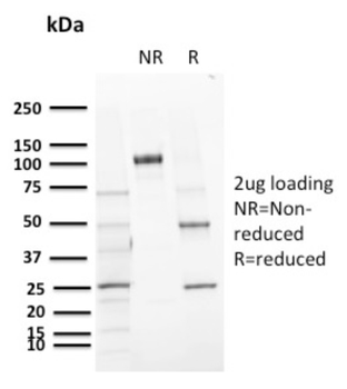 CD72 Antibody