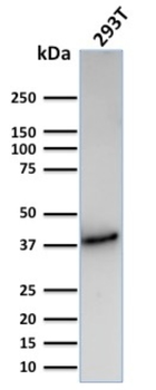 CD74 Antibody