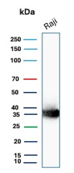 CD74 Antibody