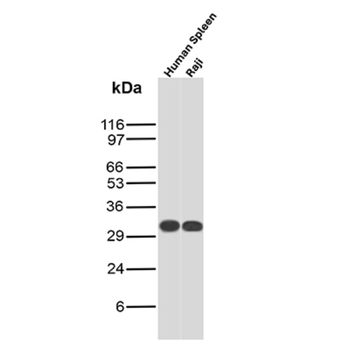 CD74 Antibody
