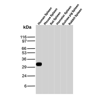 CD74 Antibody
