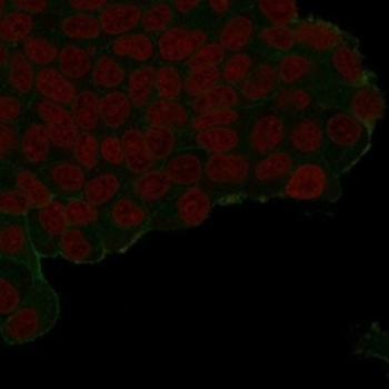 HA Tag Antibody