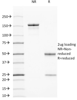 KRT7 Antibody
