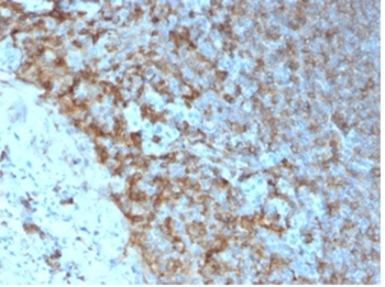 HLA-DPB1 Antibody