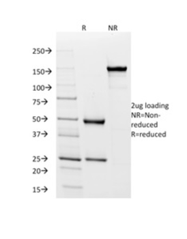 HLA-DPB1 Antibody