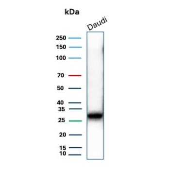 HLA-DPB1 Antibody