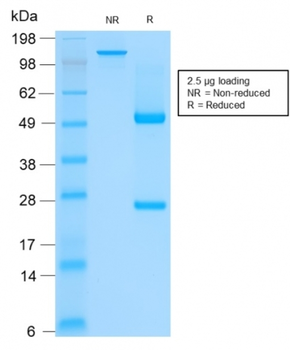 KRT76 Antibody