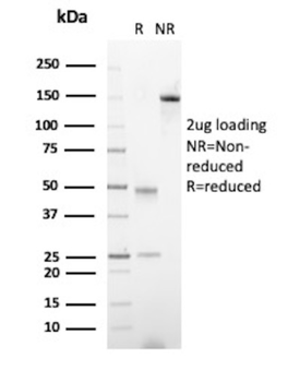KRT76 Antibody