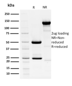 E1^E4 Antibody