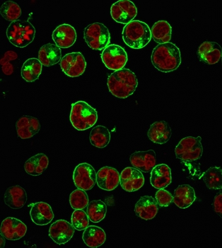 HLA-DPB1 Antibody