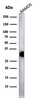 HLA-DPB1 Antibody