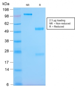 HLA-DPB1 Antibody