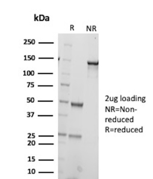 KRT76 Antibody