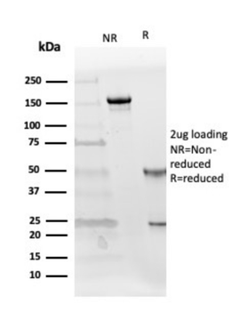 FST Antibody