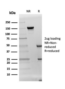 DAZL Antibody