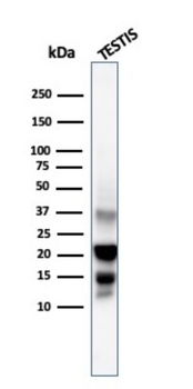 DAZL Antibody