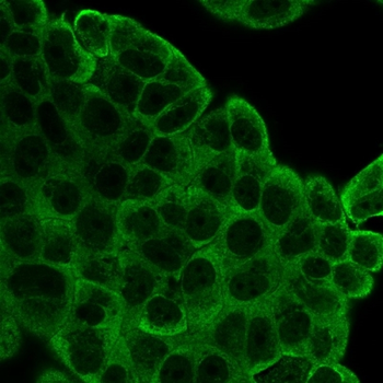 EIF2S1 Antibody