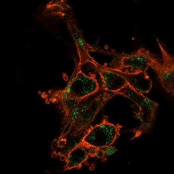 SIRT2 Antibody