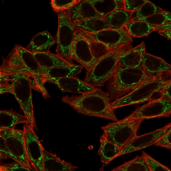 SIRT2 Antibody