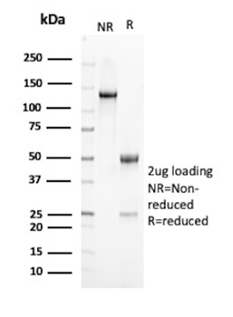 TCF25 Antibody