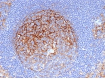 ICAM1 Antibody
