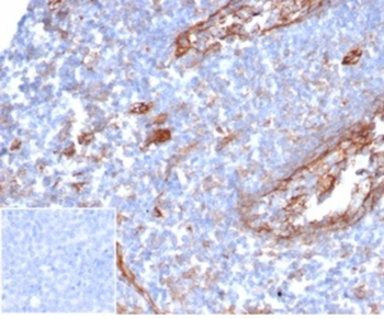 ICAM1 Antibody