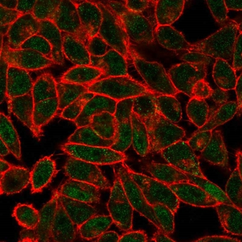 JUNB Antibody