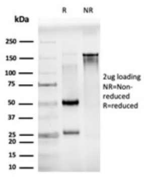 JUNB Antibody