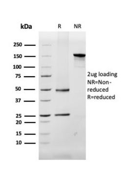 MBP Antibody