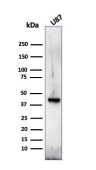 MBP Antibody
