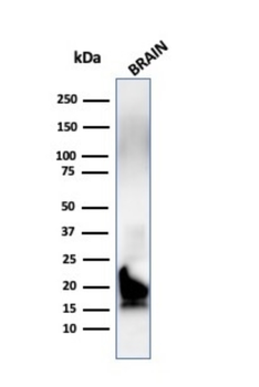MBP Antibody