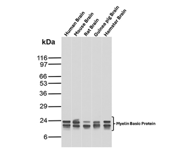 MBP Antibody