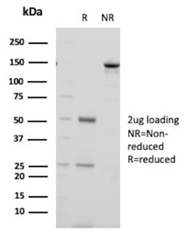 TRIM24 Antibody