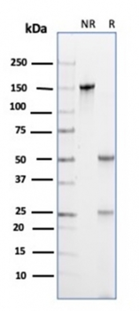 PROM1 Antibody