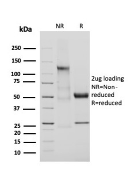 ADIPOQ Antibody