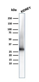 ADIPOQ Antibody