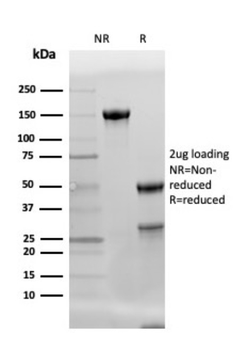 ADIPOQ Antibody