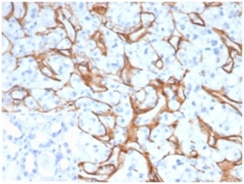 COL4A1 Antibody