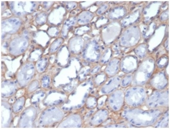 COL4A1 Antibody