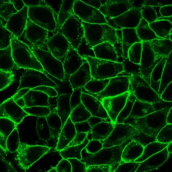 ENG Antibody