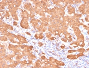ALDH1A1 Antibody