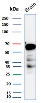 ALDH1A1 Antibody