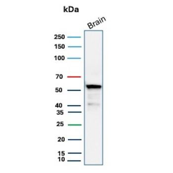 ALDH1A1 Antibody