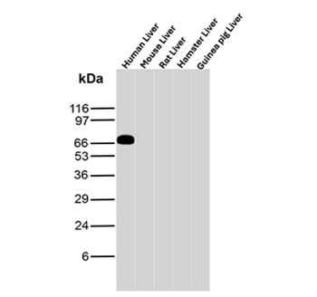 ALB Antibody