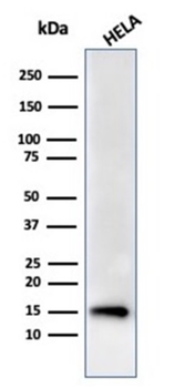 FABP5 Antibody