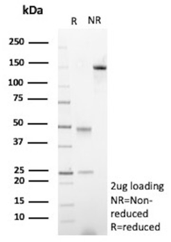 AMH Antibody