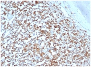HLA-G Antibody