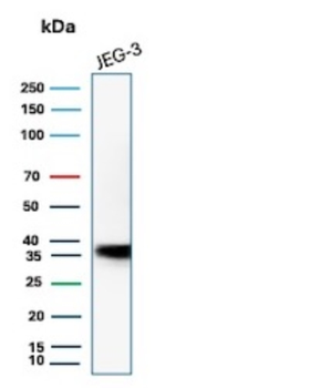 HLA-G Antibody